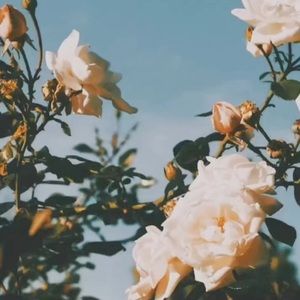 Meet your Posher, Lexi